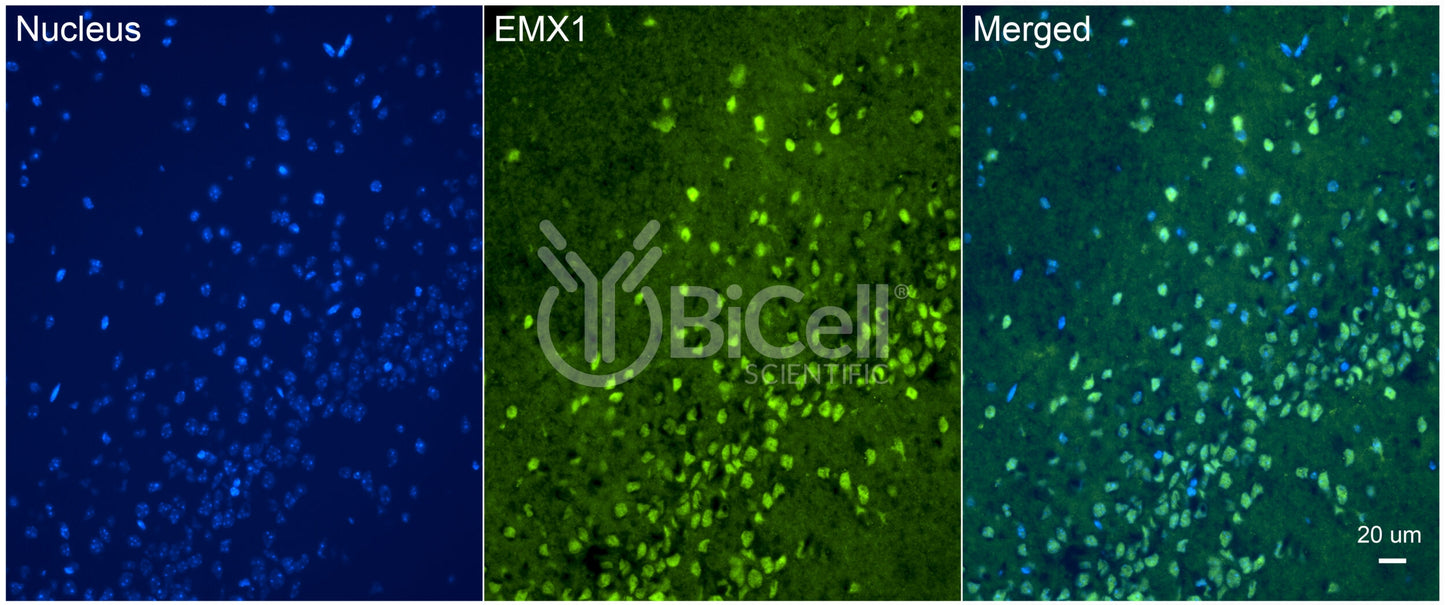 EMX1 Antibody