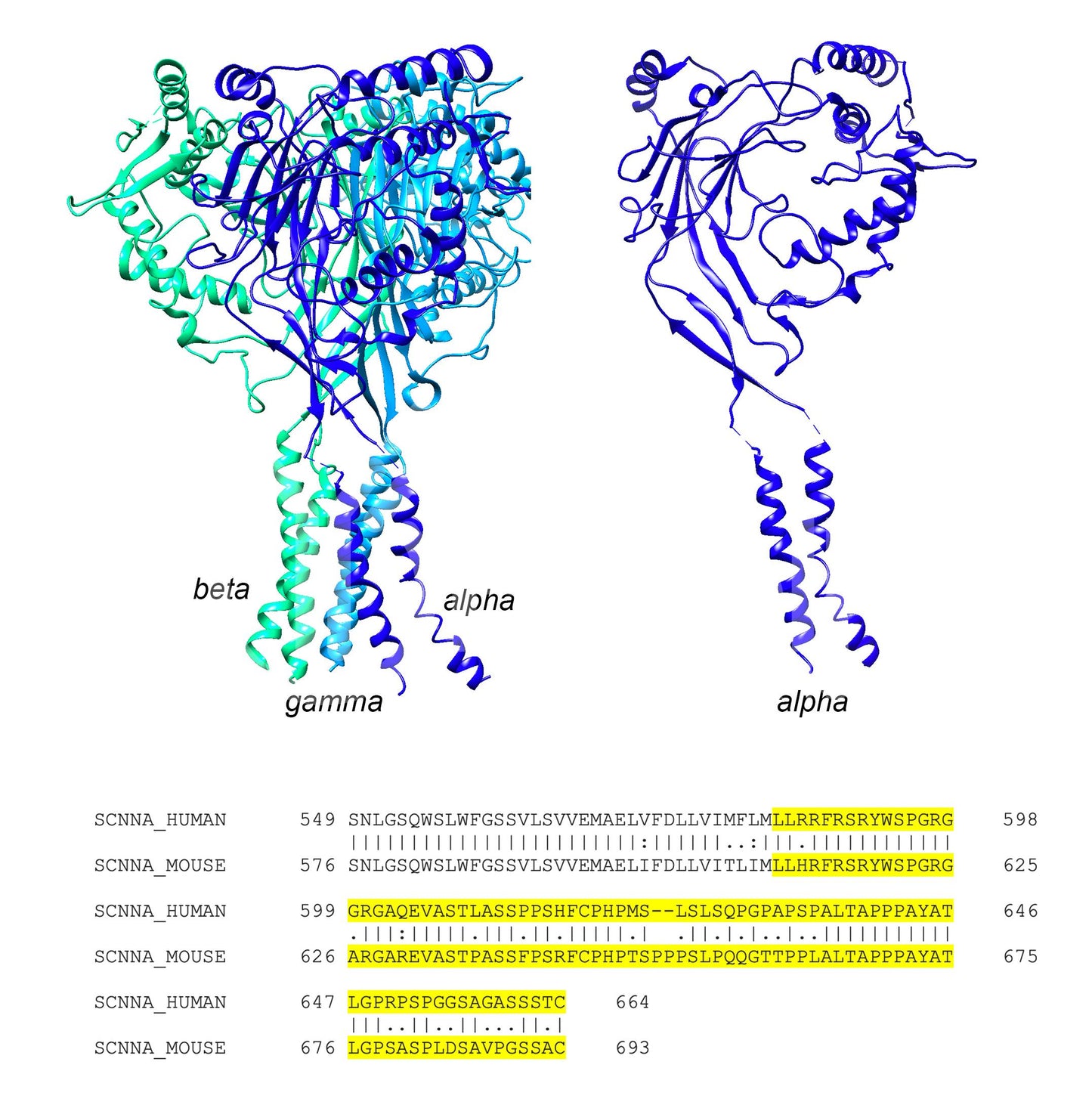 ENaC alpha (Scnn1a) (Human) Antibody - Western Blot Validated