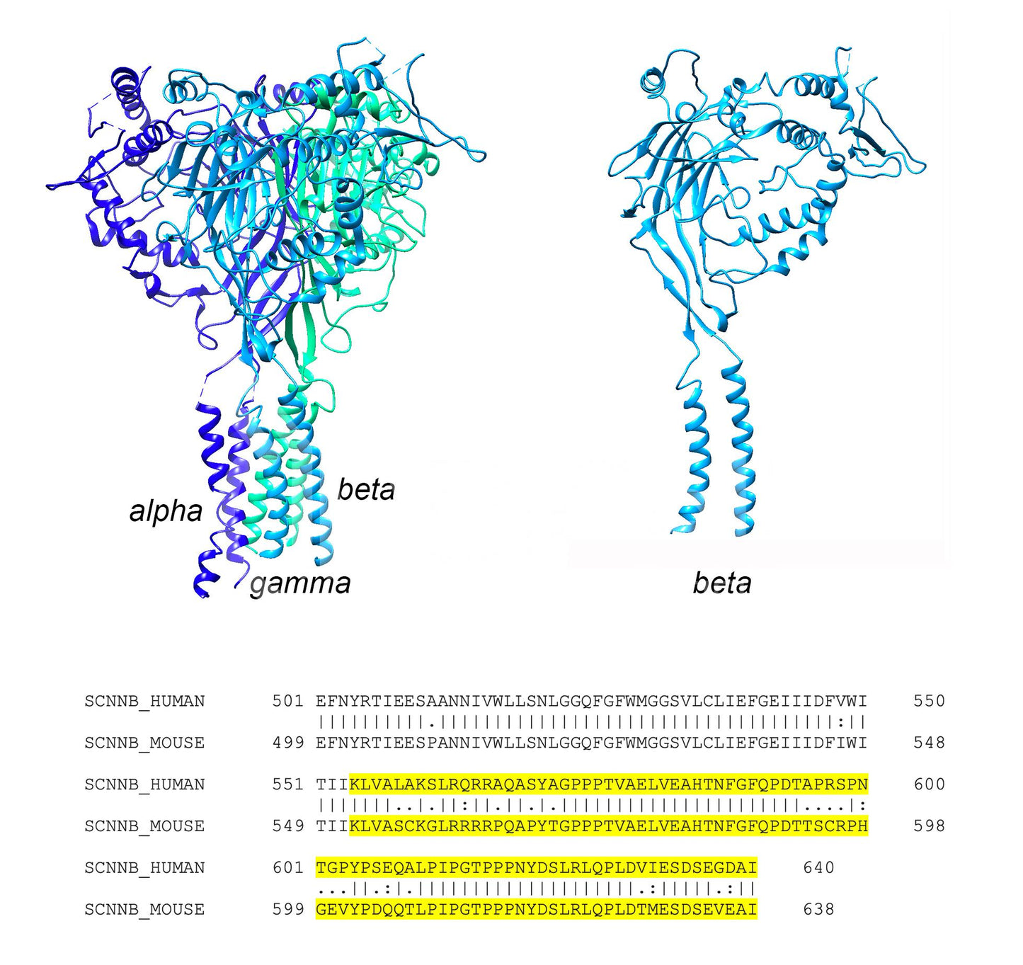ENaC beta (Scnn1b) (Human) Antibody
