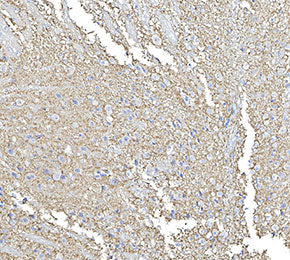 Synapsin-1 Antibody