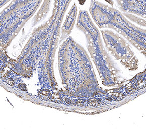 SFRP4 Antibody