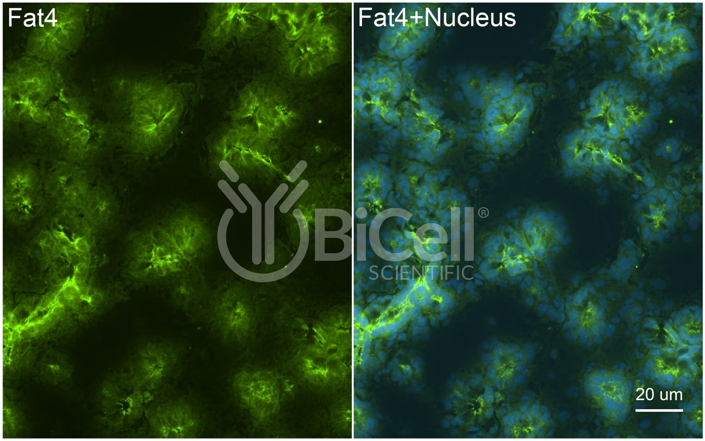 FAT4 (FAT-J or CDHF14) Antibody - Western Blot Validated