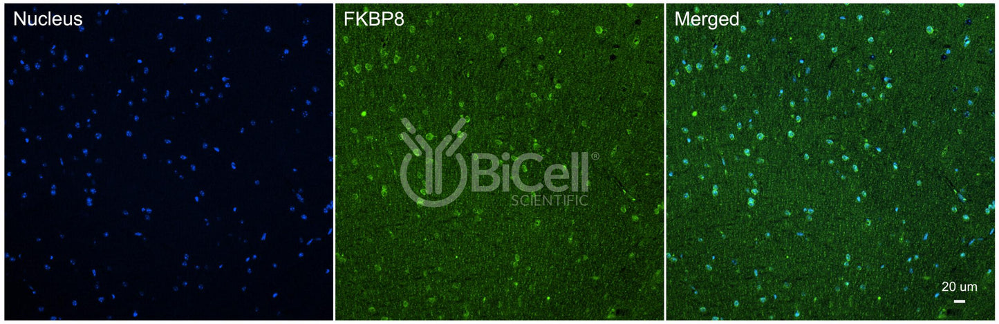 FKBP8 Antibody - Western Blot Validated