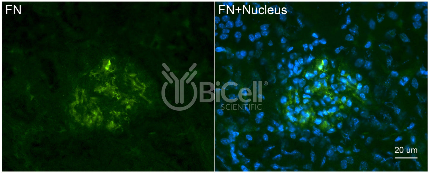 Fibronectin (FN1 or FN) Antibody - FFPE Validated