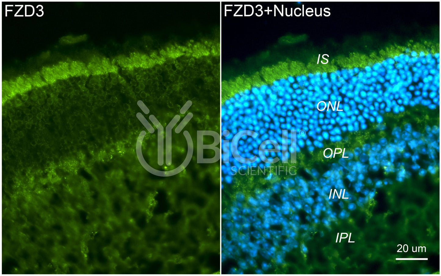 Frizzled-3 (FZD3) Antibody - Western Blot Validated
