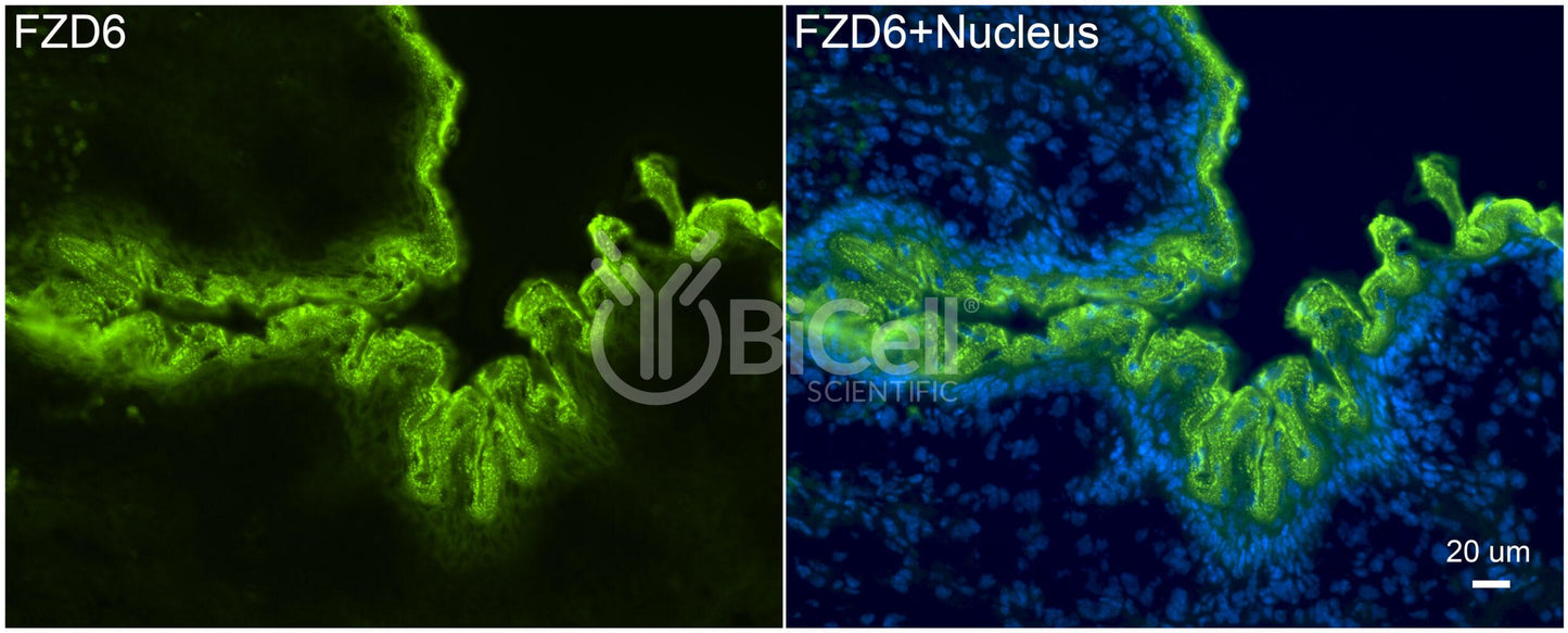 Frizzled-6 (FZD6) (rabbit) Antibody - Western Blot Validated