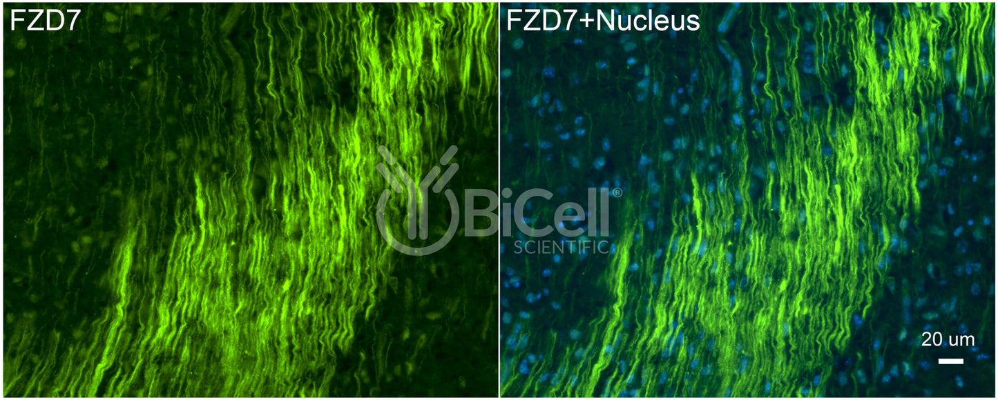 Frizzled-7 (FZD7) Antibody
