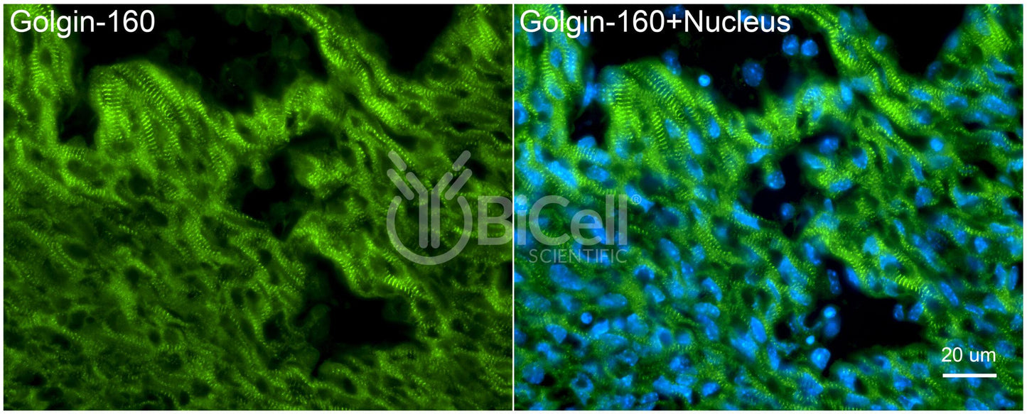 GOLGA3 (Golgin-A3 or Golgin-160) Antibody - Western Blot Validated