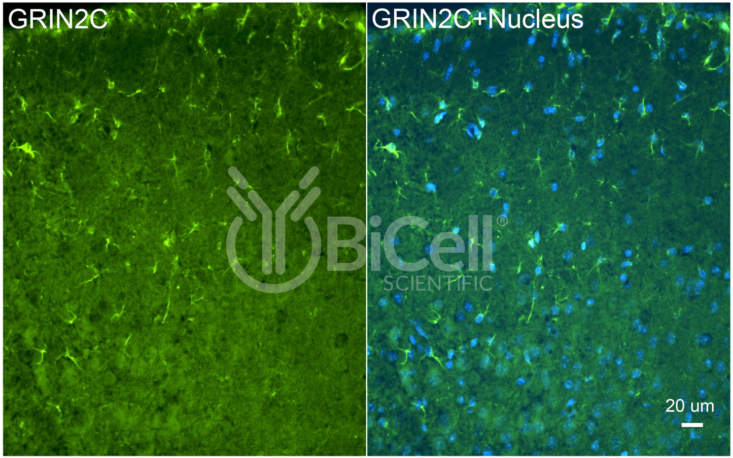 GRIN2C (GluN2C) Antibody