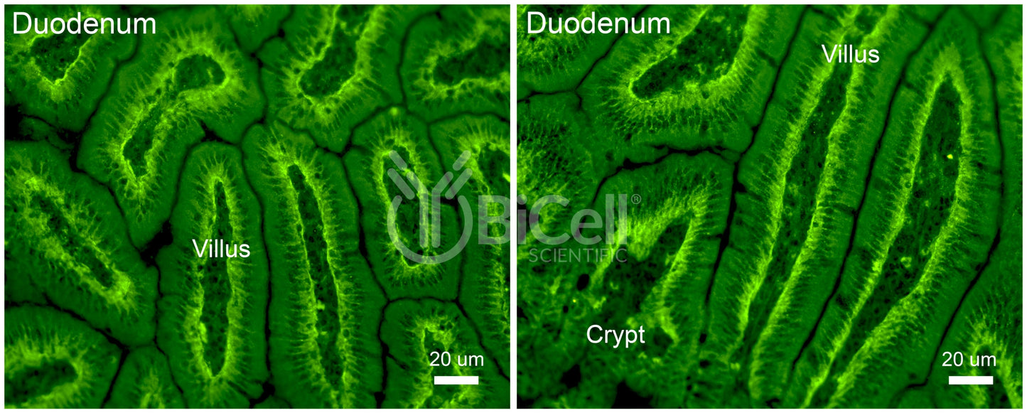 Integrin alpha-3 (ITGA3 or CD49c) Antibody