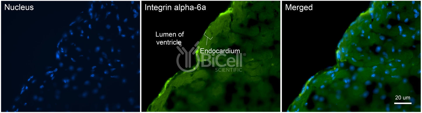 Integrin alpha-6a (ITGA6a or CD49f) Antibody - FFPE Validated
