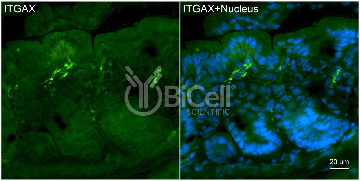 Integrin alpha-X (ITGAX or CD11c) Antibody - Western Blot Validated