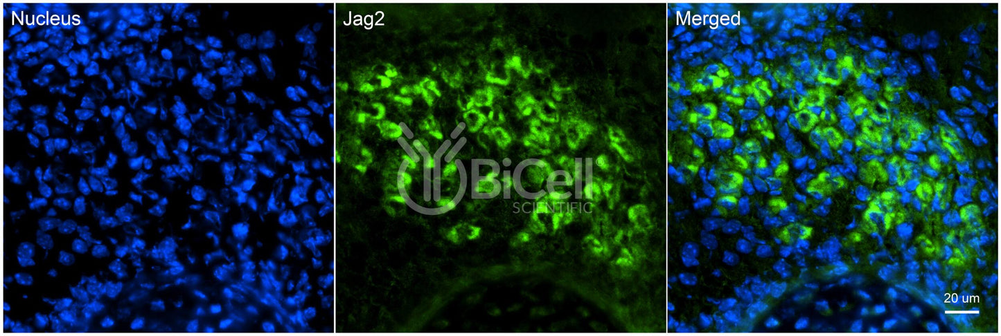 JAG2 Antibody