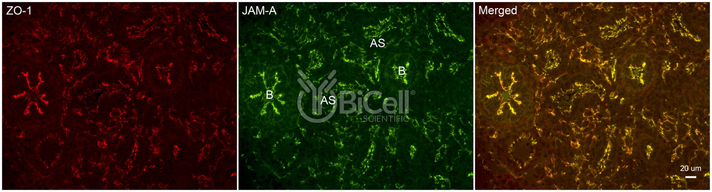 JAM-A (F11R or CD321) Antibody - FFPE Validated