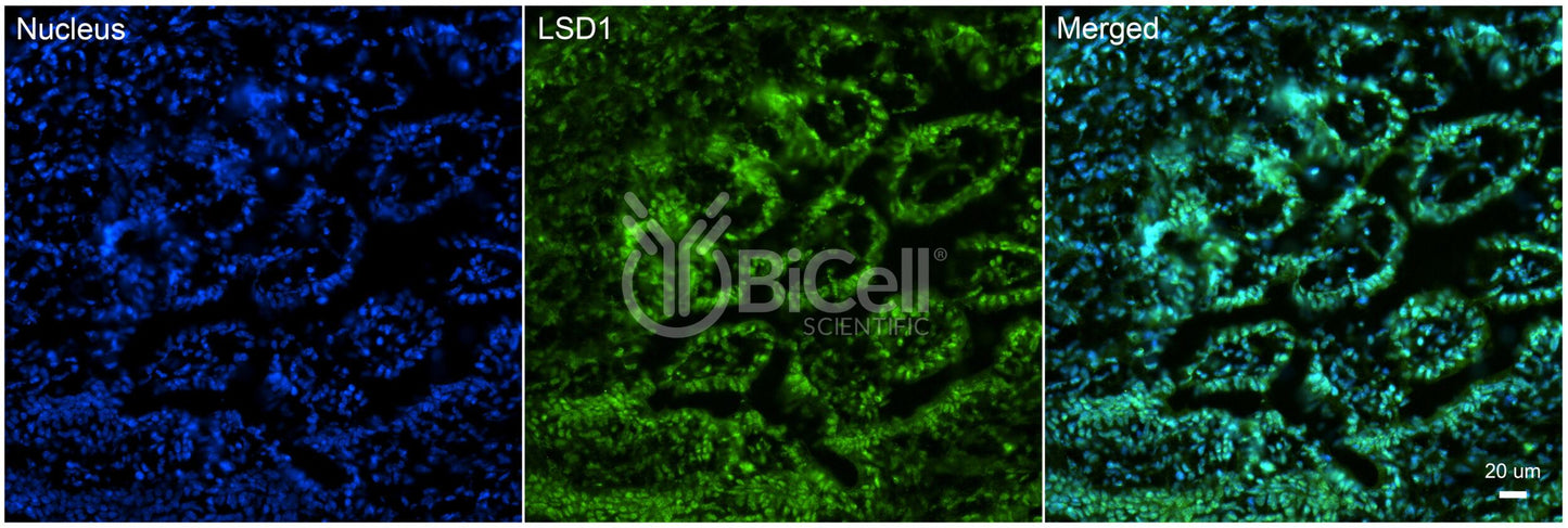 KDM1A (LSD1) Antibody - FFPE Validated