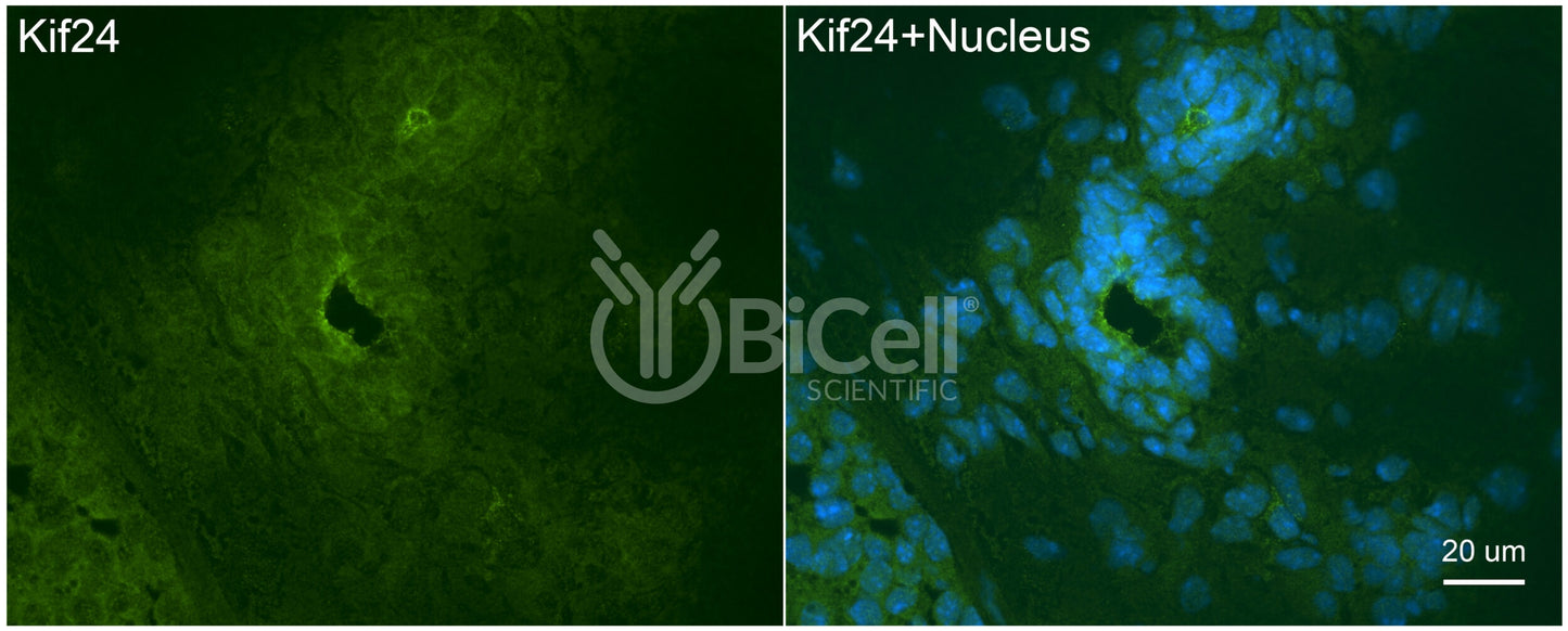 KIF24 Antibody