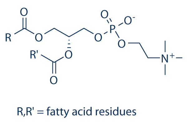 L-α-Phosphatidylcholine