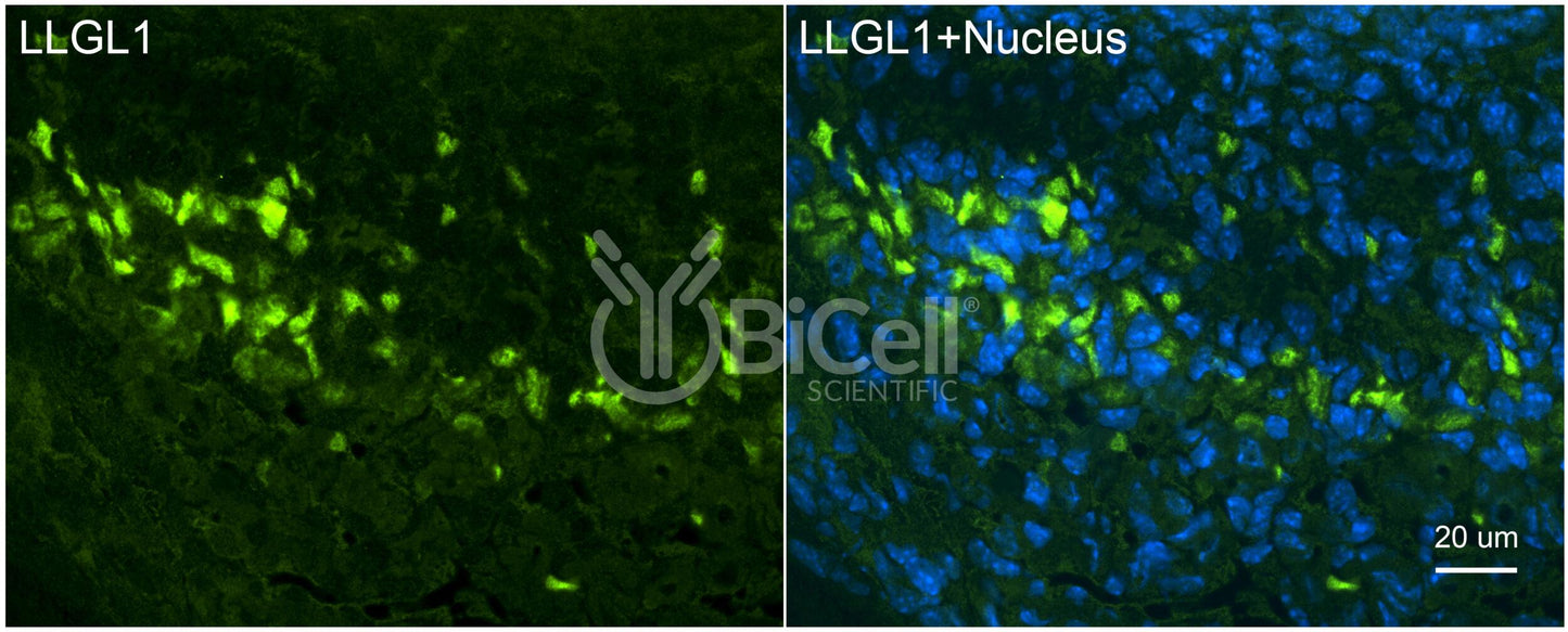 LLGL1 (LGL1) Antibody - Western Blot Validated