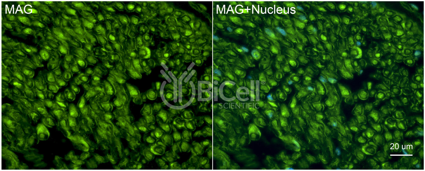 MAG (SIGLEC4A) Antibody