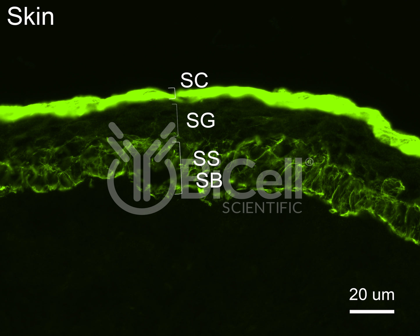MAGI1 Antibody - Western Blot Validated