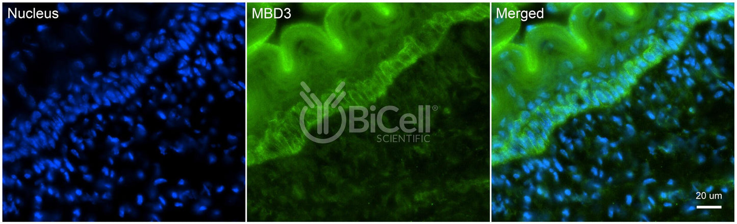 MBD3 Antibody