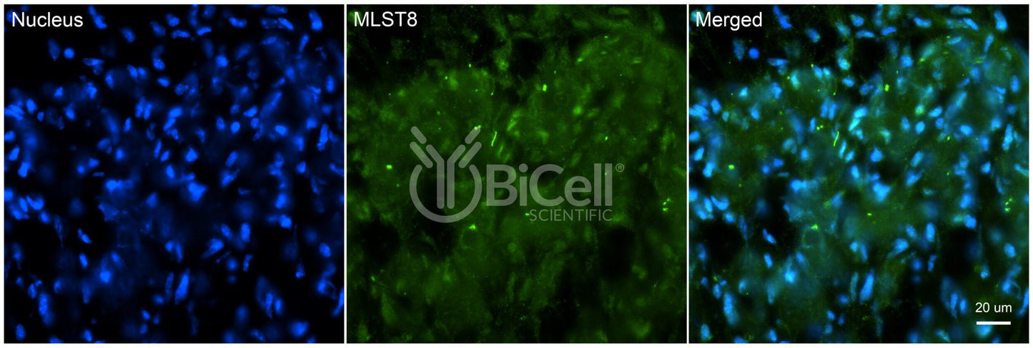 MLST8 Antibody