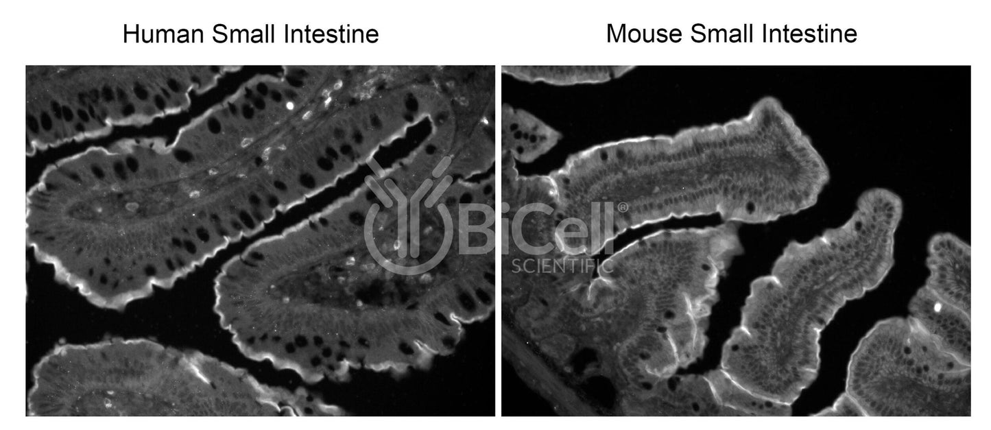 MYLK (MLCK or MLCK1) HiRe rat Antibody - FFPE Validated