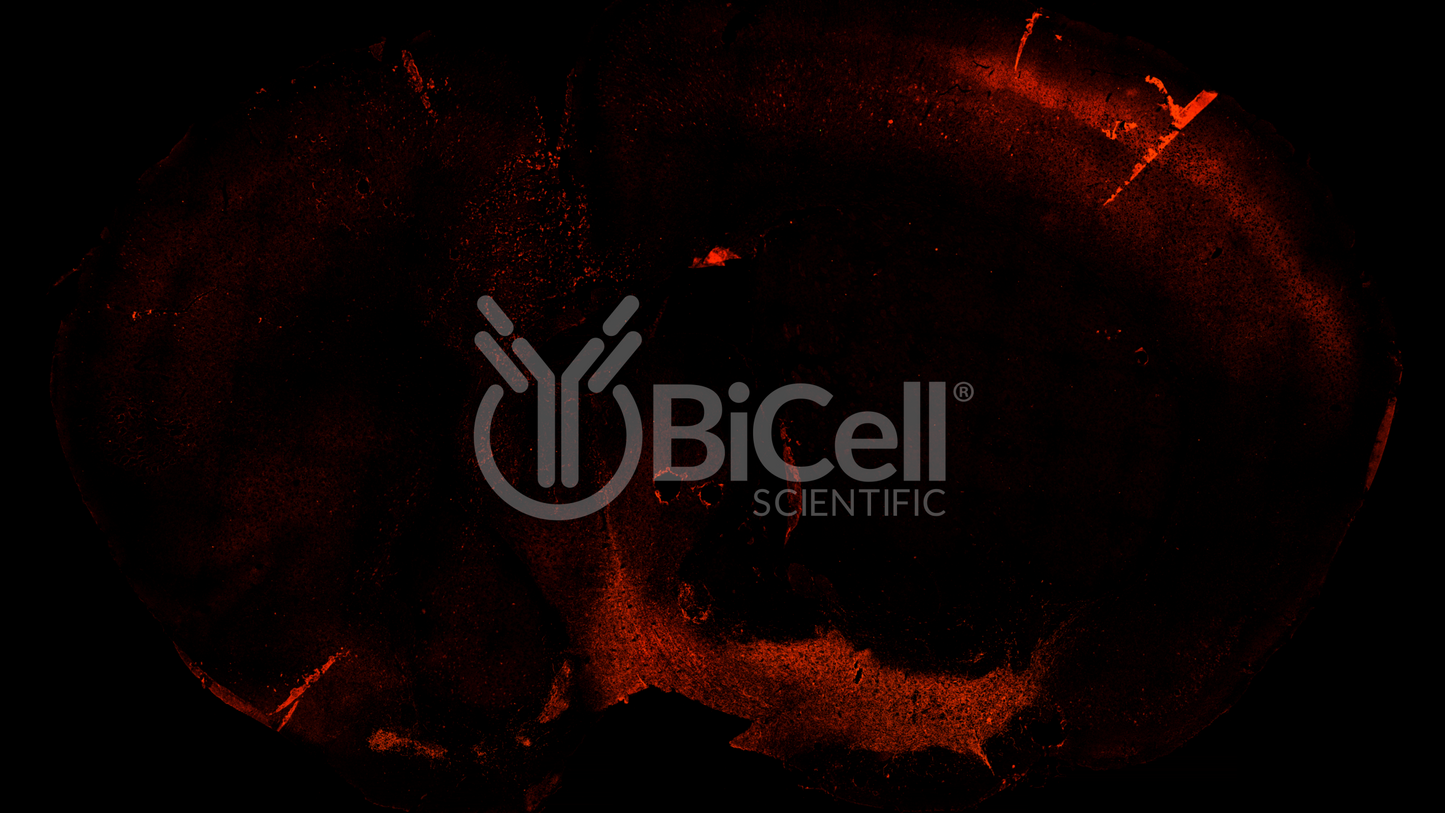 GABRA1 Antibody - Western Blot Validated