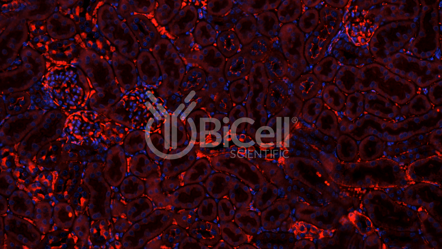 Claudin-1 (CLDN1) Antibody - Western Blot Validated