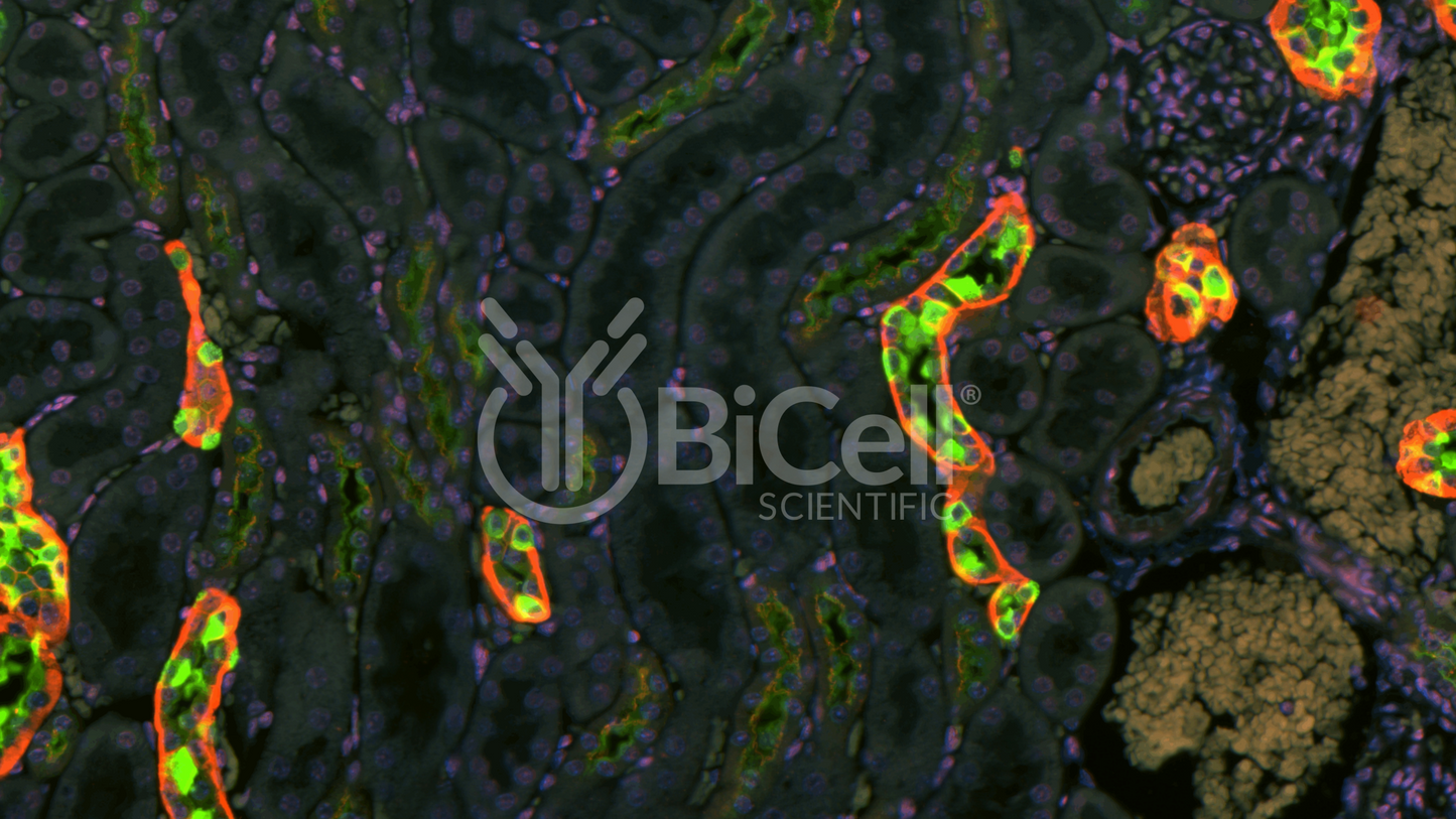 Claudin-16 (CLDN16) HiRe Antibody - Western Blot Validated