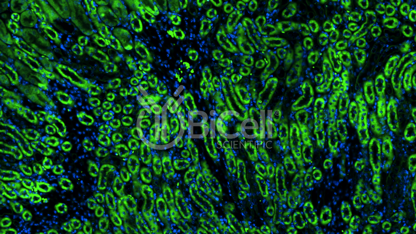 CXCR1 (CD128 or CD181 or IL8RA) Antibody - Western Blot Validated