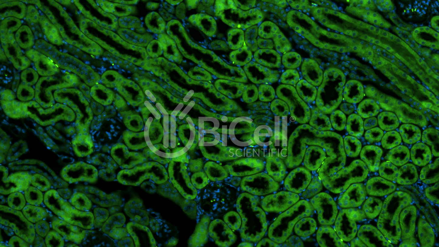 CXCR4 (CD184) Antibody - Western Blot Validated