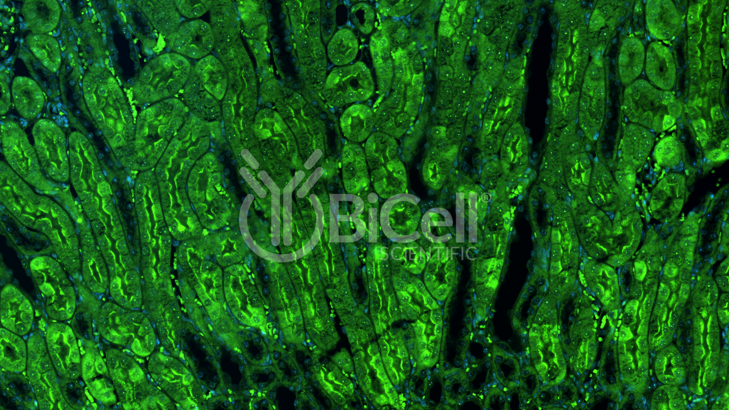 Integrin alpha-D (ITGAD or CD11d) Antibody