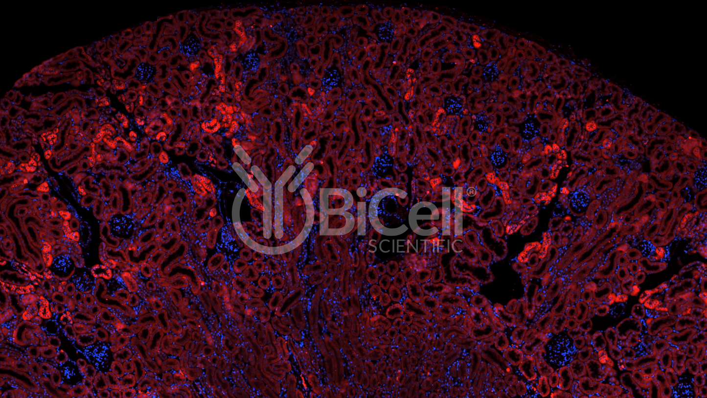 Klotho (KL) Antibody - Western Blot Validated