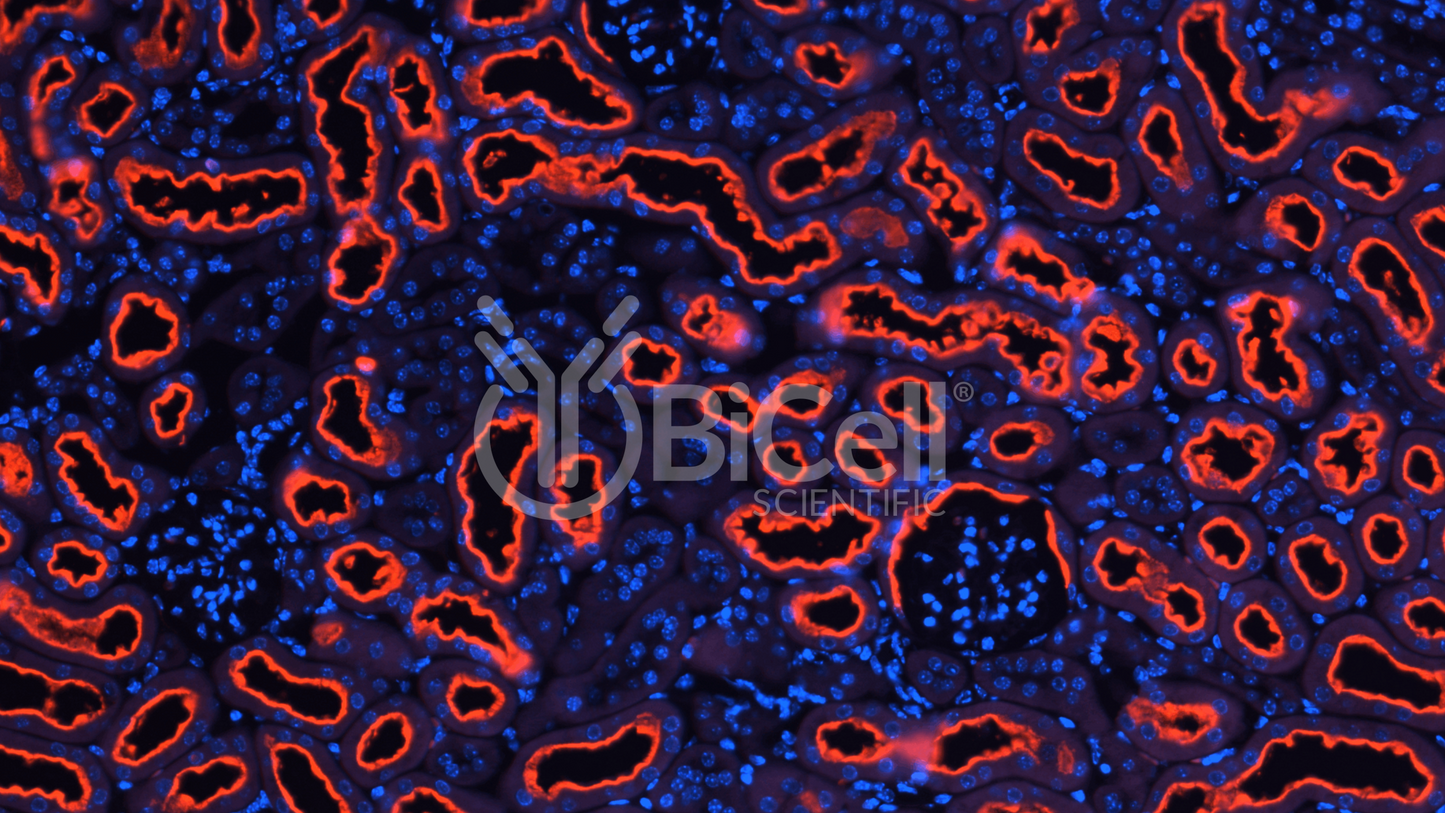 LRP2 (megalin) Antibody