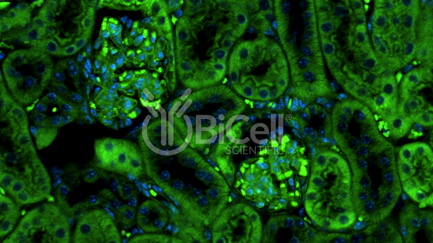 NEPH1 (KIRREL1) (N-Terminus) Antibody - FFPE Validated