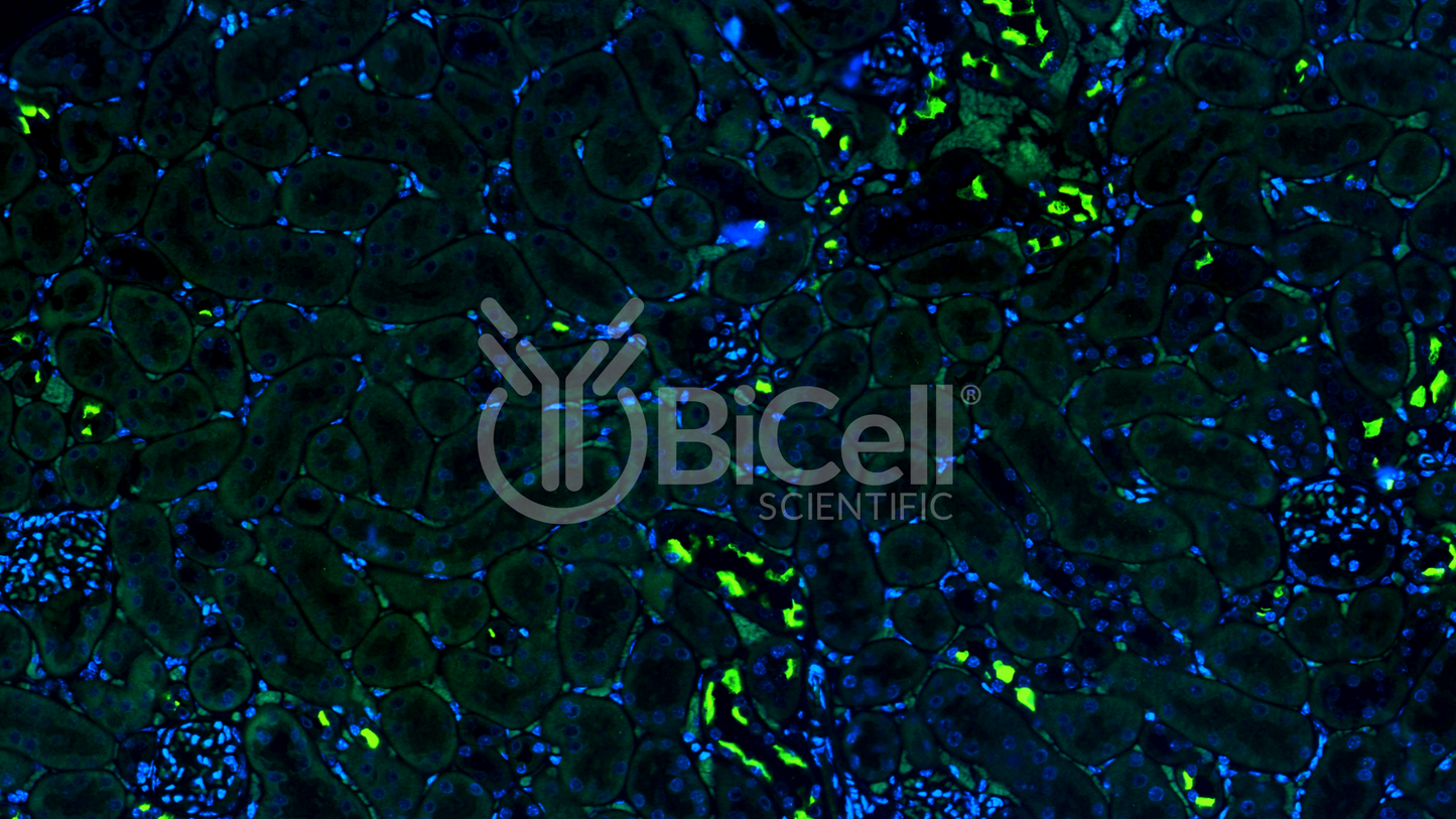 Pendrin (Slc26a4) Antibody - FFPE Validated
