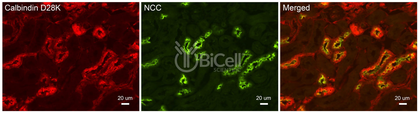NCC (SLC12a3) Antibody