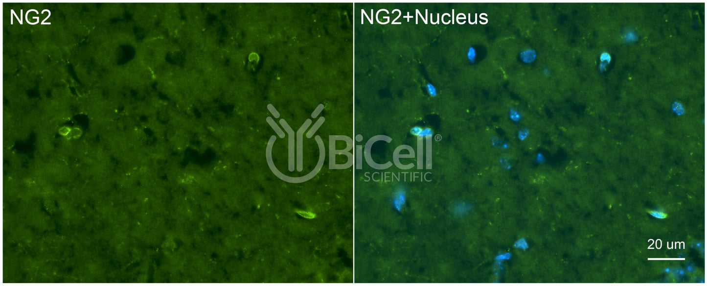 NG2 (CSPG4) Antibody - Western Blot Validated