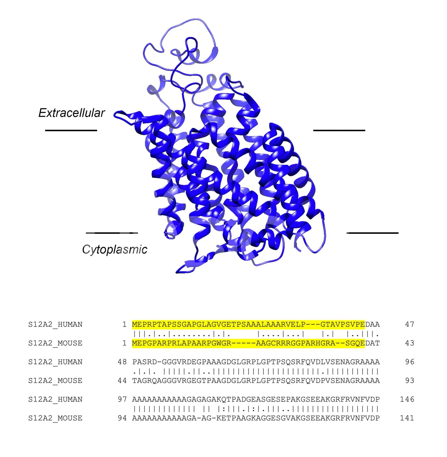 NKCC1 (Slc12a2) (Human) Antibody - FFPE Validated