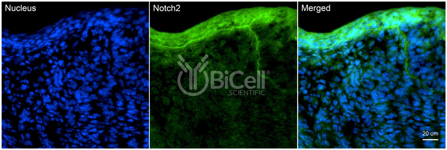 NOTCH2 Antibody