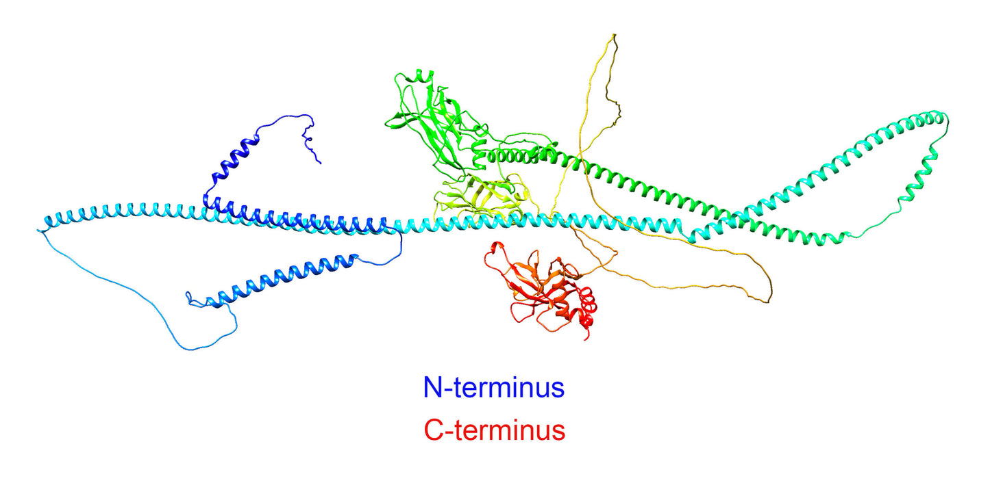 Nephrocystin-8 (NPHP8 or MKS5 or RPGRIP1L) (C-Terminus) (Human) Antibody - FFPE Validated