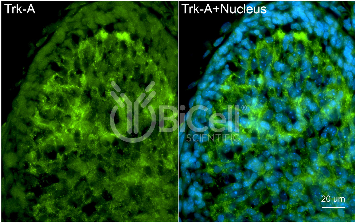 Trk-A (NTRK1) Antibody - Western Blot Validated