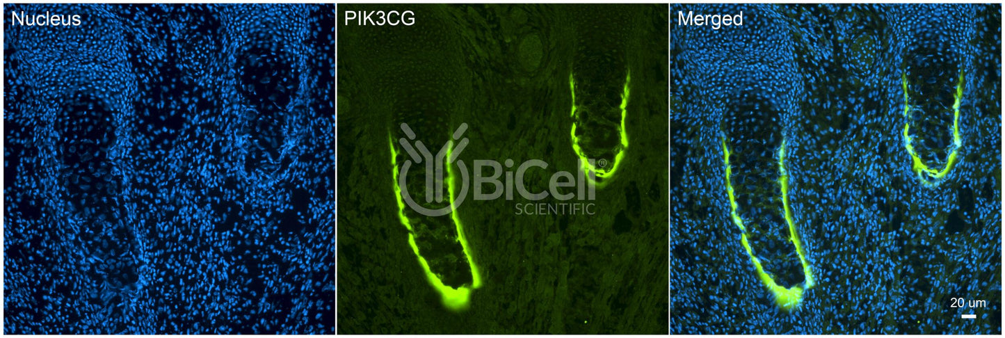 PIK3CG (PI3K-gamma or p110-gamma) Antibody - Western Blot Validated