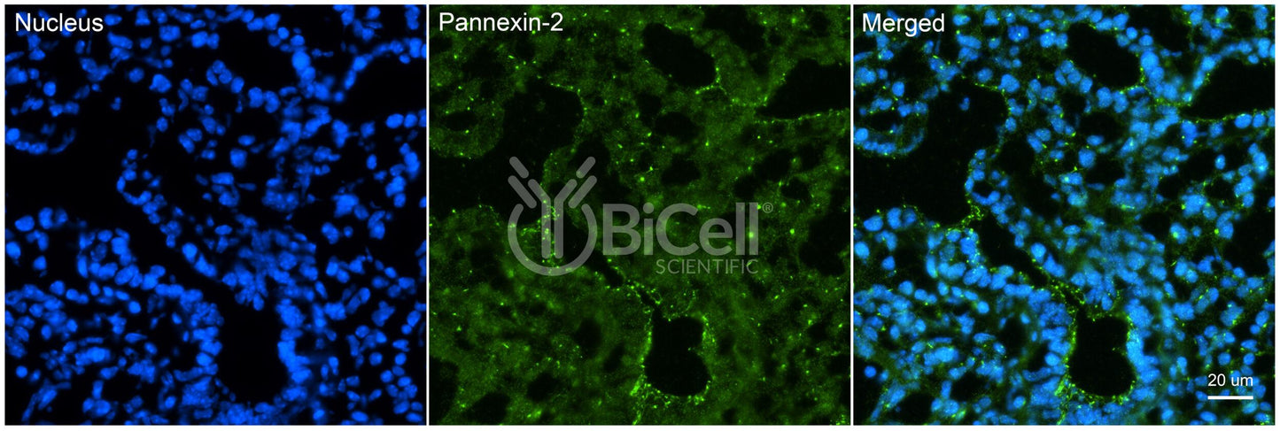 Pannexin-2 (PANX2) Antibody - FFPE Validated