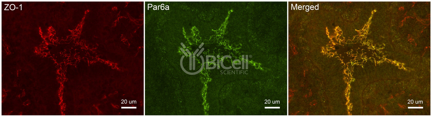 Par6a (PARD6A) Antibody