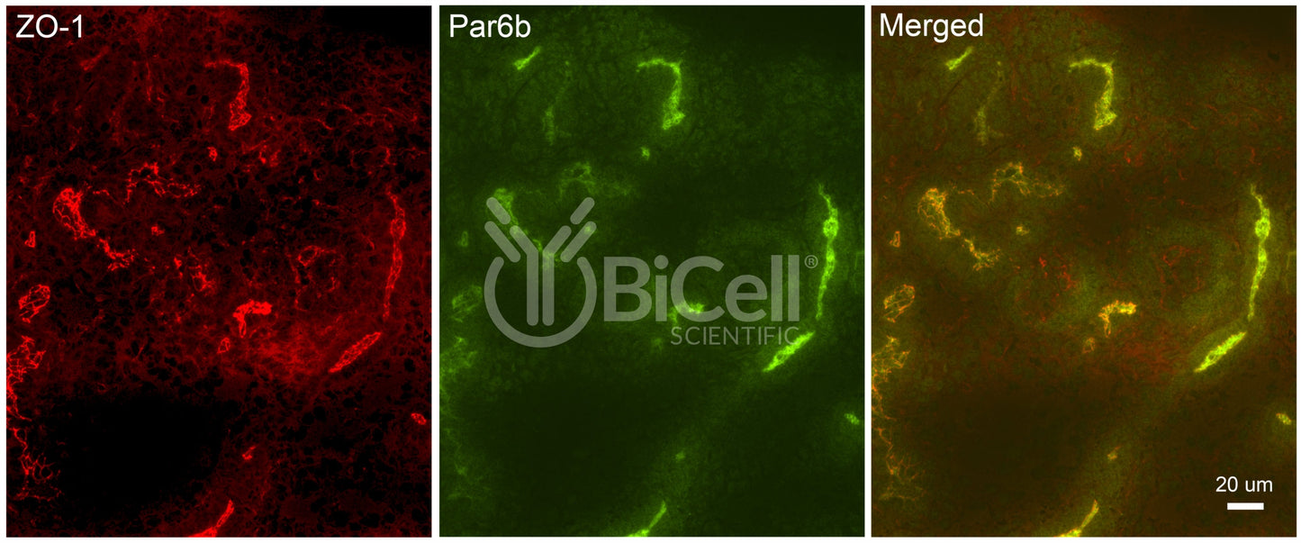 Par6b (PARD6B) Antibody - FFPE Validated