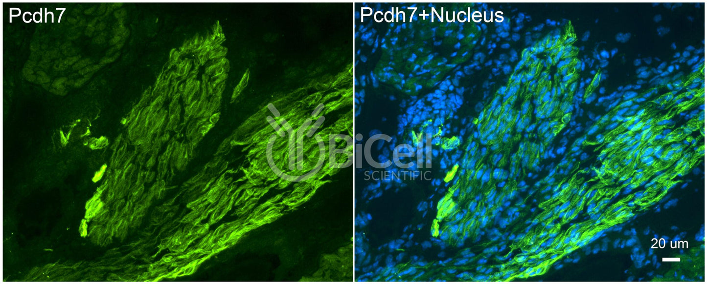 Protocadherin-7 (PCDH7 or BHPCDH) Antibody