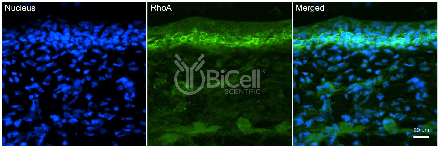 RhoA Antibody