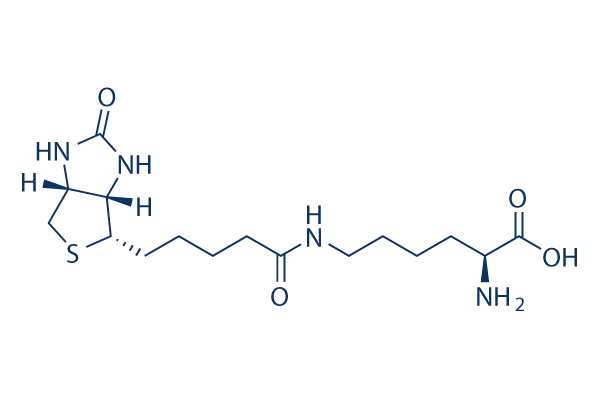 Biocytin